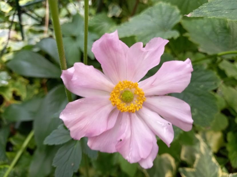 Anemona "Konigin Charlotte" - Grădina 2022 continuare 3