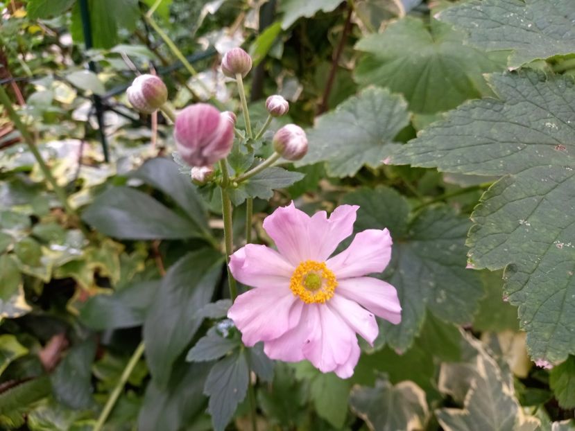  - Grădina 2022 continuare 3