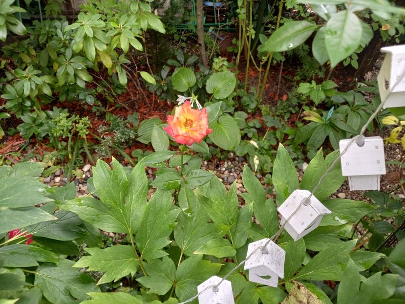 "Samba" - Grădina 2022 continuare 3