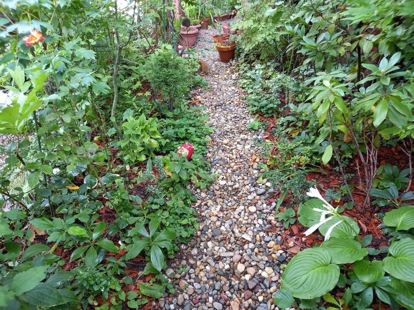  - Grădina 2022 continuare 3