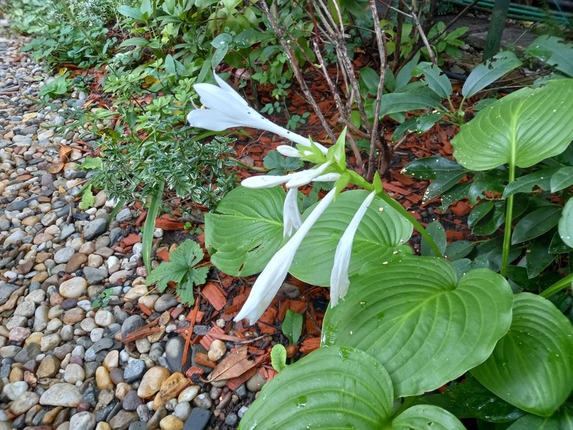  - Grădina 2022 continuare 3