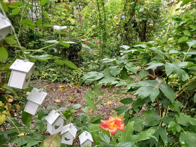  - Grădina 2022 continuare 3