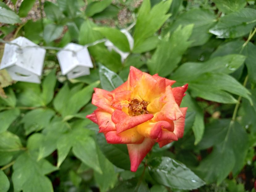  - Grădina 2022 continuare 3