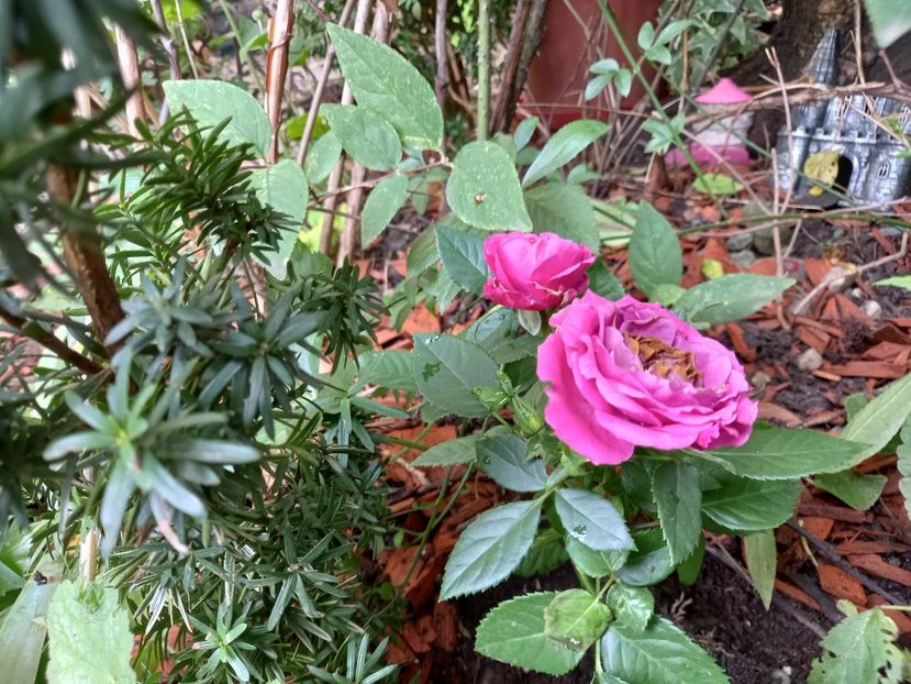  - Grădina 2022 continuare 3