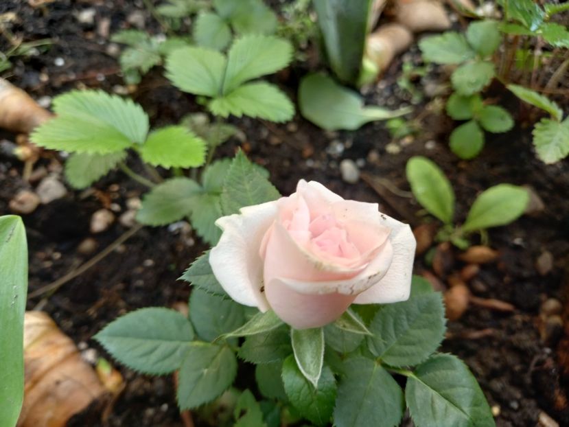  - Grădina 2022 continuare 3