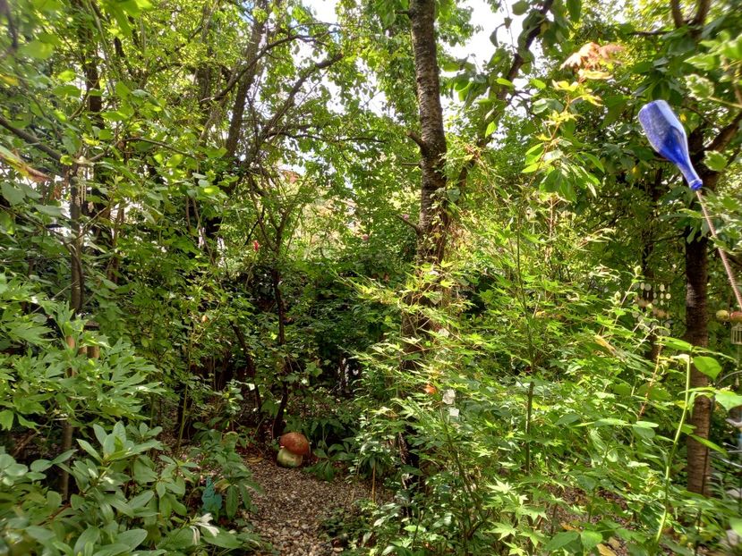  - Grădina 2022 continuare 3