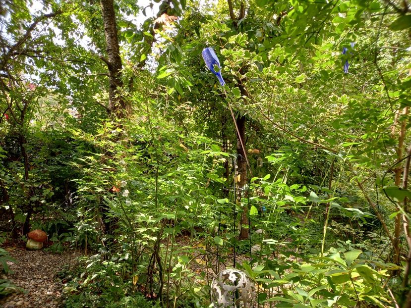  - Grădina 2022 continuare 3