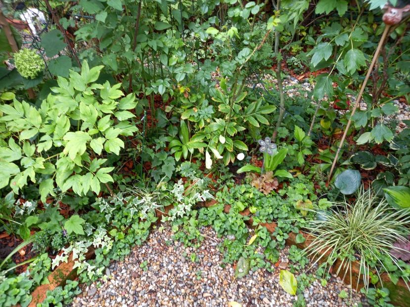  - Grădina 2022 continuare 3