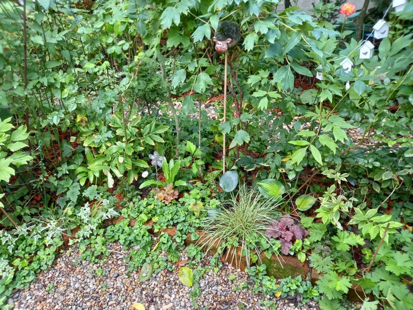  - Grădina 2022 continuare 3