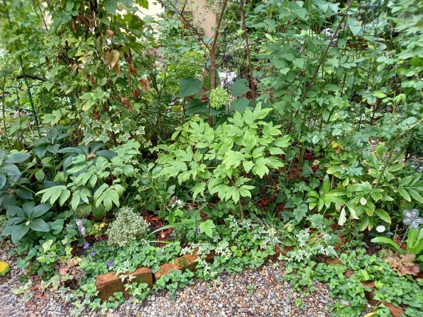  - Grădina 2022 continuare 3