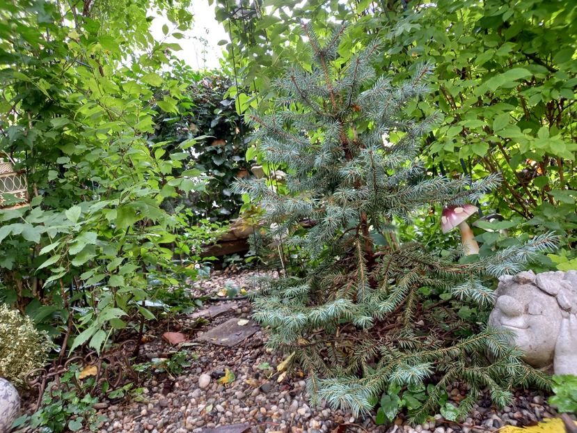  - Grădina 2022 continuare 3