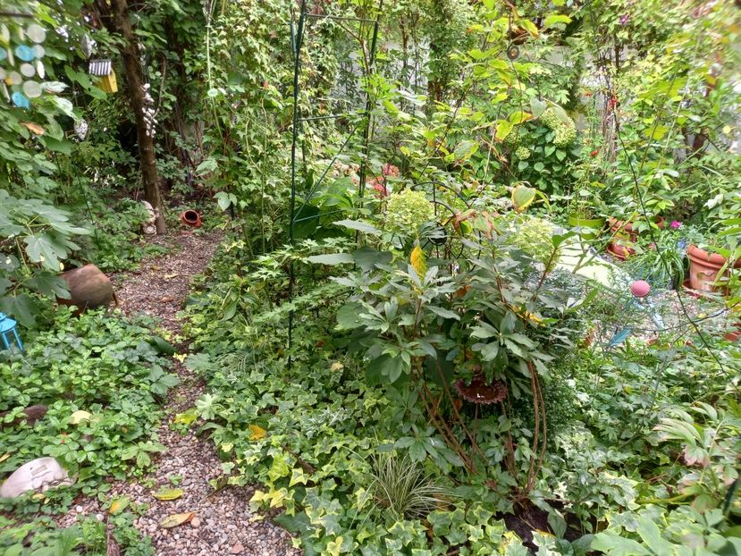  - Grădina 2022 continuare 3