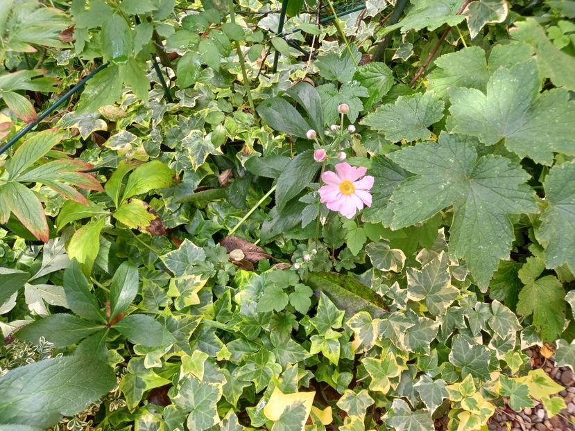 Anemona "Konigin Charlotte" - Grădina 2022 continuare 3