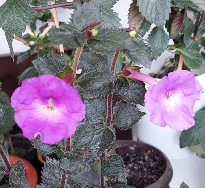  - BRID-S METALIC LILA