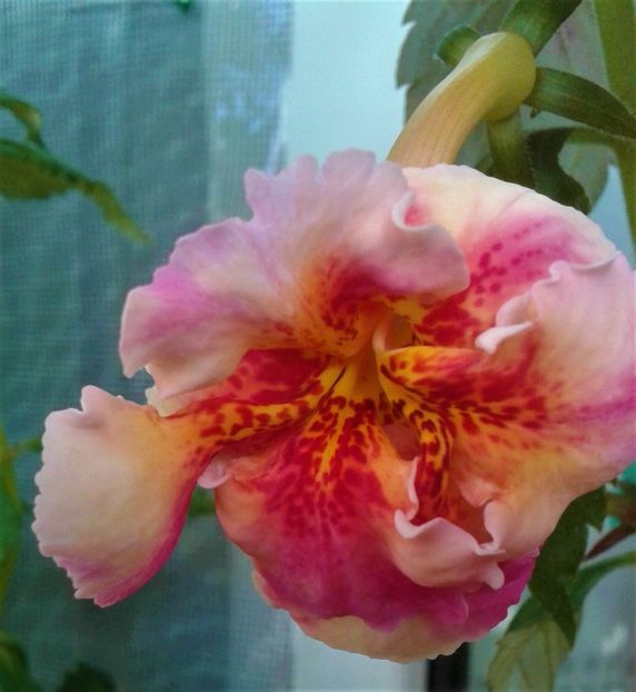  - Frumosi mei achi astazi