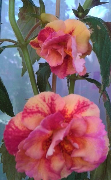  - Frumosi mei achi astazi