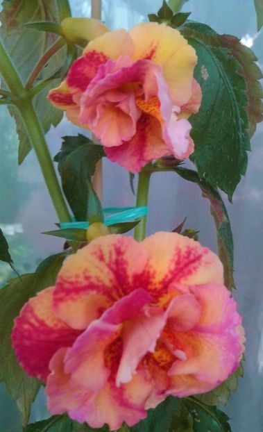  - Frumosi mei achi astazi