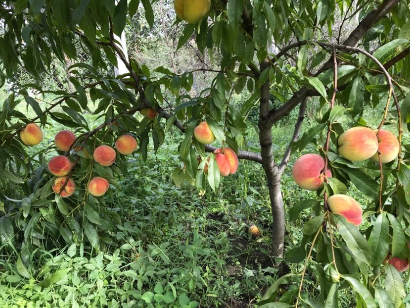 3 Sept 2022 - piersic PAVIE galbena 2 Damb