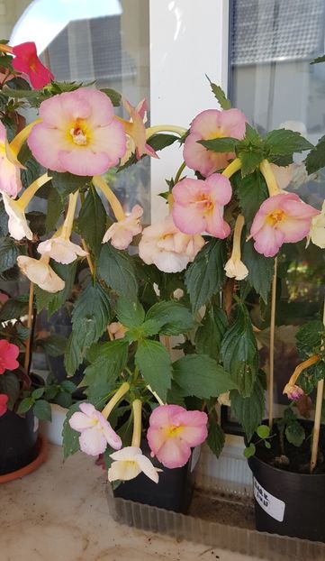  - Yellow English Rose p