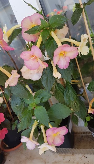  - Yellow English Rose p