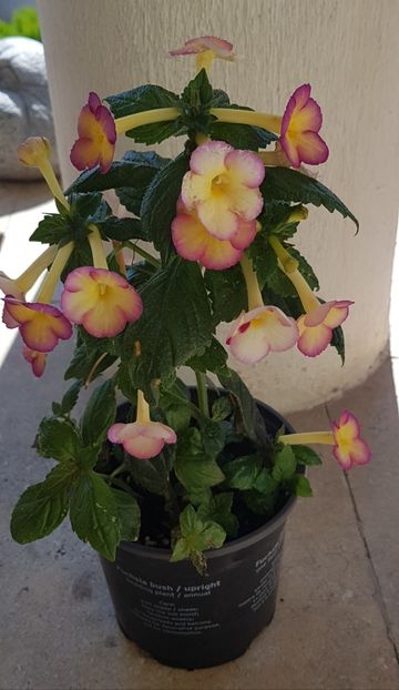 Ghiveciul neetichetat - Sauline p