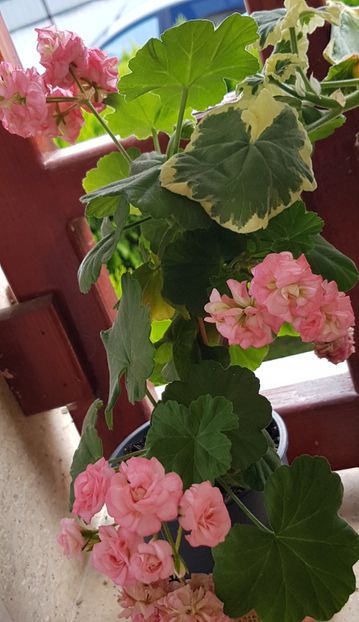 - Grainger s Antique Rose
