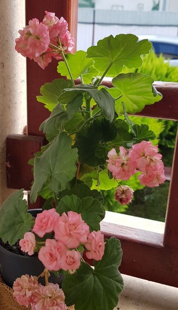  - Grainger s Antique Rose