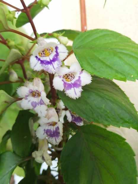  - zzz out of collection Fimbriata