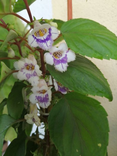  - zzz out of collection Fimbriata