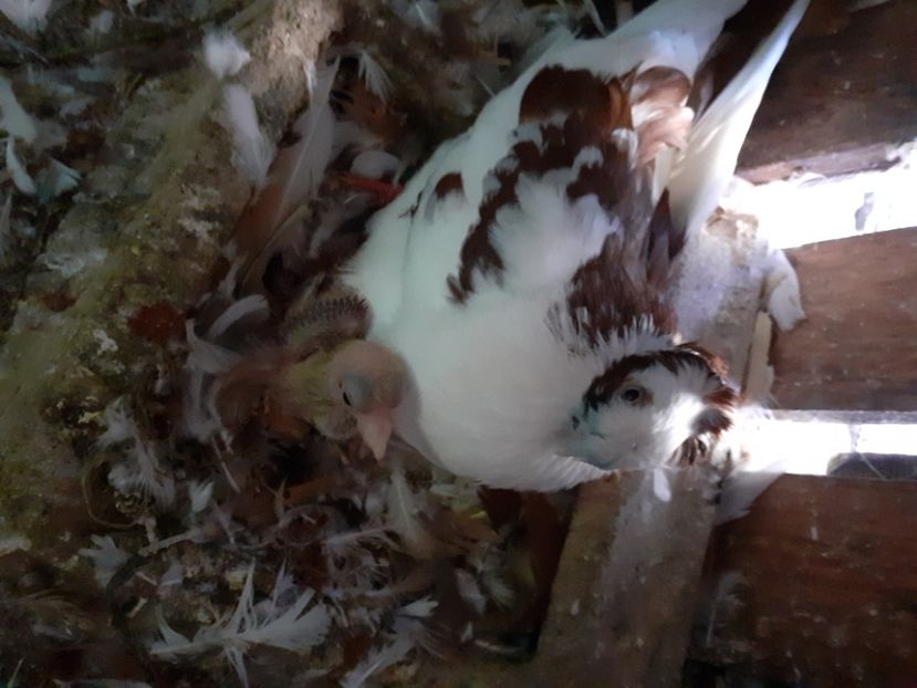  - 8-Jucatorii de Ardeal vechi