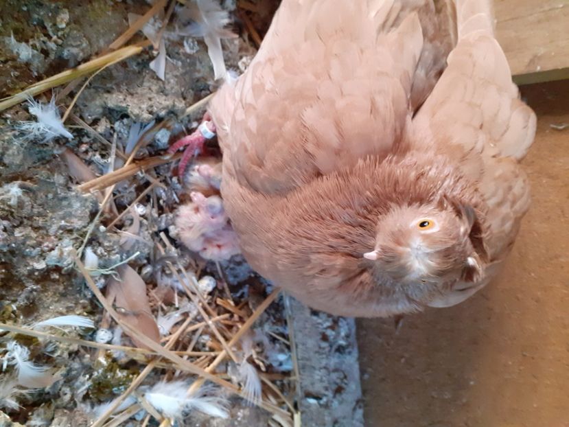  - 8-Jucatorii de Ardeal vechi