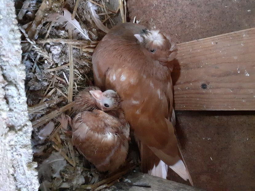  - 8-Jucatorii de Ardeal vechi