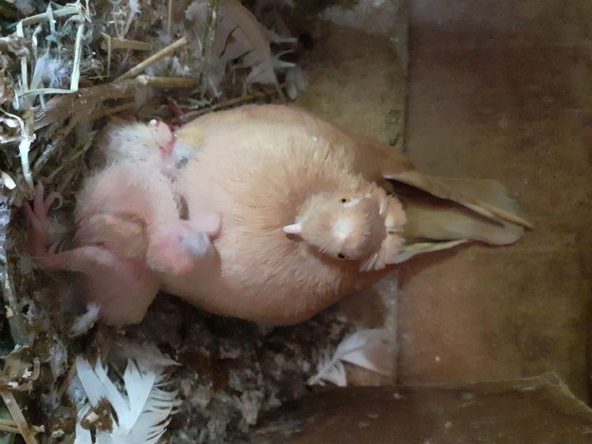  - 8-Jucatorii de Ardeal vechi