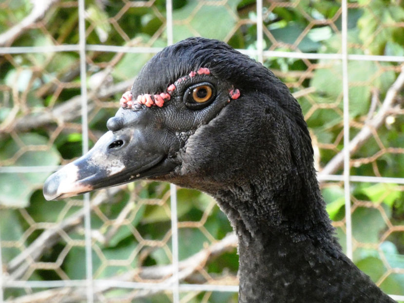 P1080623 - Ratuste Mute 2022