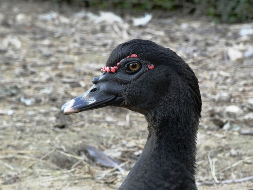 P1080609 - Ratuste Mute 2022