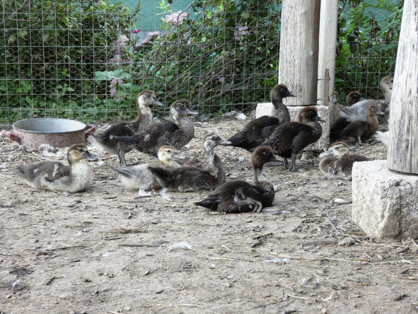 P1080603 - Ratuste Mute 2022