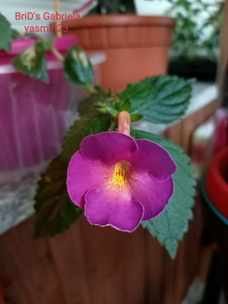 11.09.2022 - Achimenes 2022