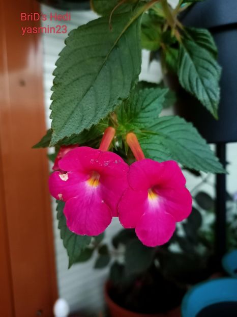 11.09.2022 - Achimenes 2022
