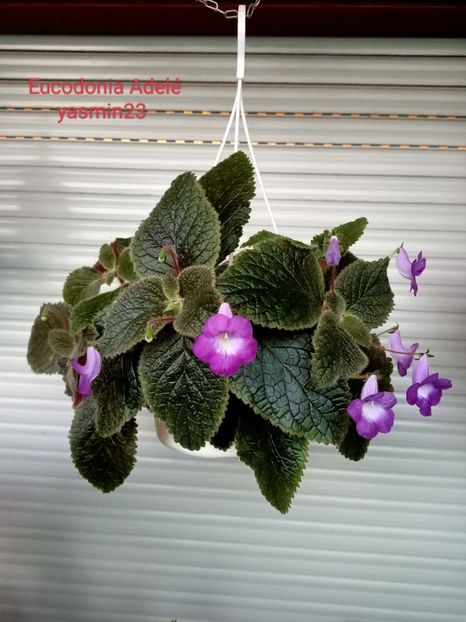 11.09.2022 - Eucodonia Adelle