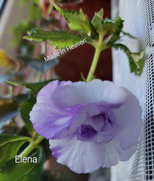 20220911_091958(1) - 2022 - Achimenes