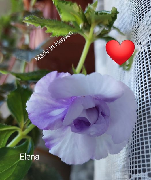  - 2022 - Achimenes