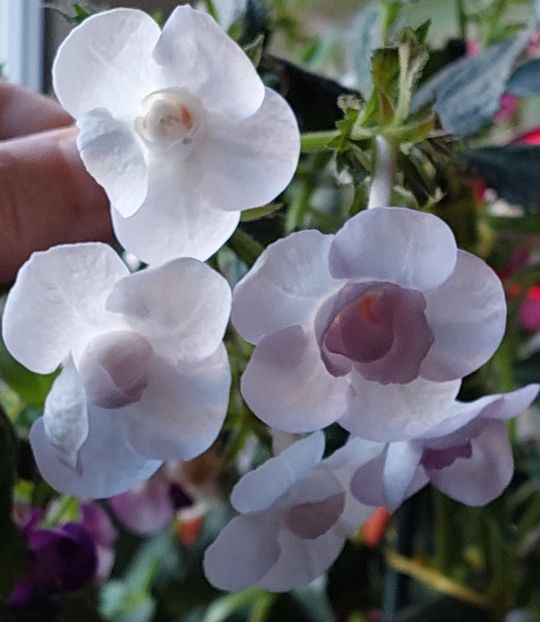  - LAVENDER BLISS