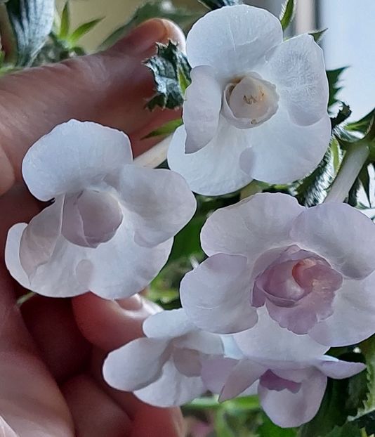  - LAVENDER BLISS