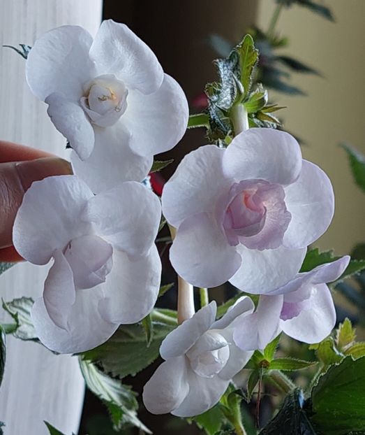  - LAVENDER BLISS