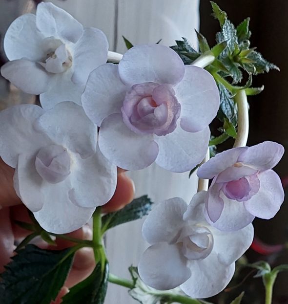  - LAVENDER BLISS