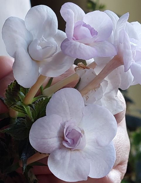  - LAVENDER BLISS
