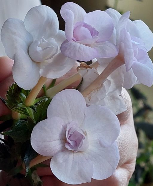  - LAVENDER BLISS