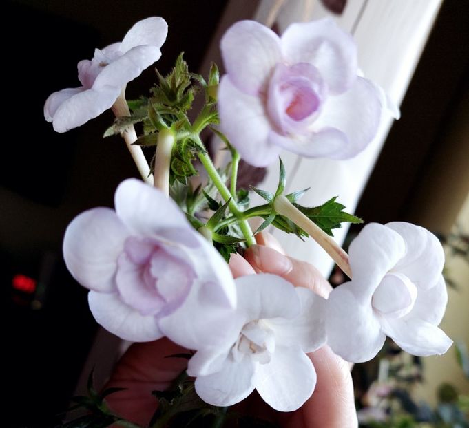  - LAVENDER BLISS