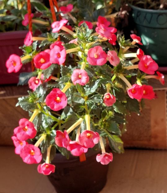 CHRISTMAS LOLLIPOP - AAA RIZOMI ACHIMENES DISPONIBILI -2023