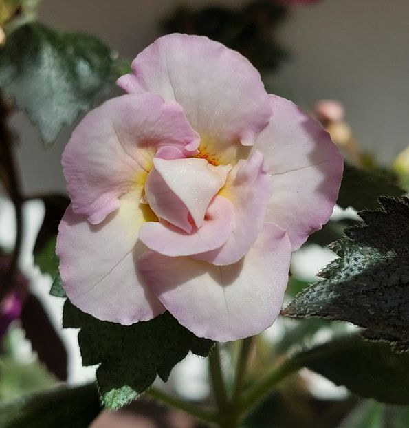  - BRID-S LUISA MARIA